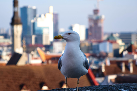 Tallinn Old Town: Medieval Stories, Estonian Food & Rooftop Complete Package: (Food & Drinks Included)