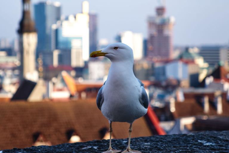 Tallinn Old Town: Medieval Stories, Estonian Food & Rooftop Complete Package: (Food & Drinks Included)