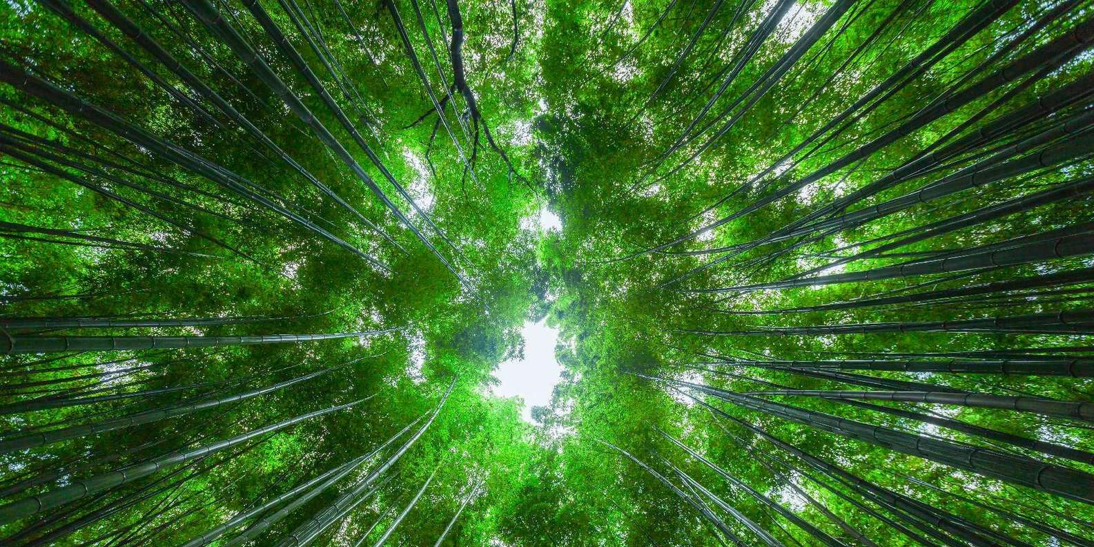 Kyoto experience — temples, geisha, bamboo grove — image 23