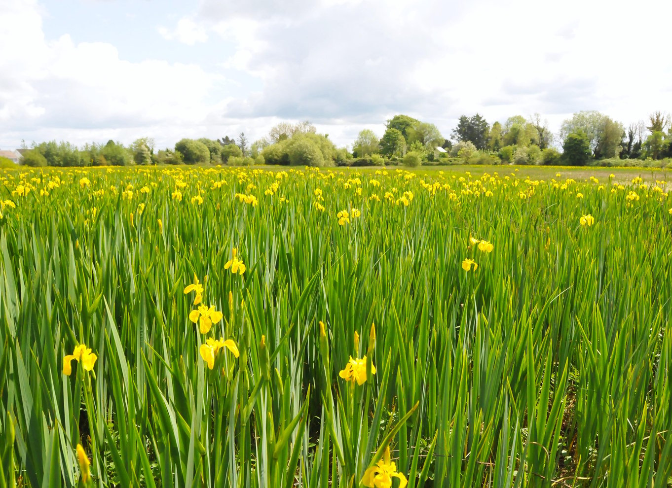 Moate: Adgangsbillet til Dún na Sí Amenity & Heritage Park
