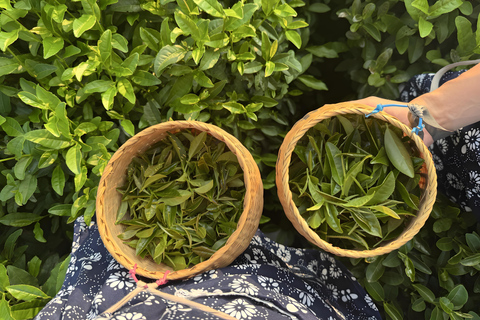 Hangzhou Tea Heritage: A Master-led Tea Harvest & Whisking