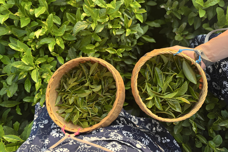 Hangzhou Tea Heritage: A Master-led Tea Harvest & Whisking