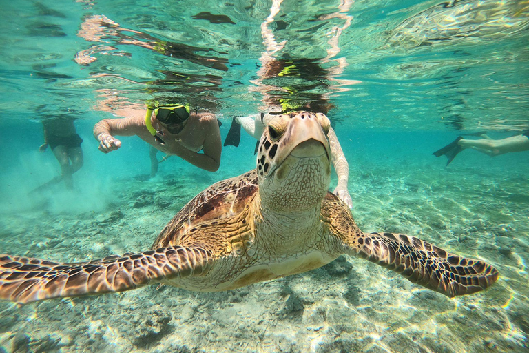 Gili island Snorkelling by private glass bottom boat
