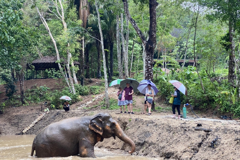 Reserva Natural de Elefantes de Phuket - Santuario ético de elefantesAventura en elefante de 90 minutos