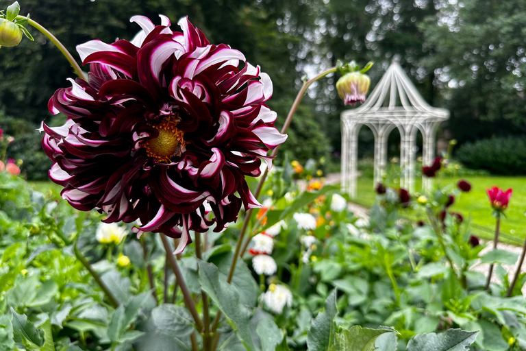 Bulb region: Dahlias Bicycle Tour