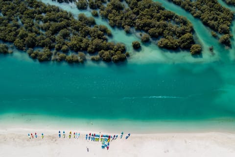 Abu Dhabi: Mangroves Guided Kayaking Tour with Hotel Pickup