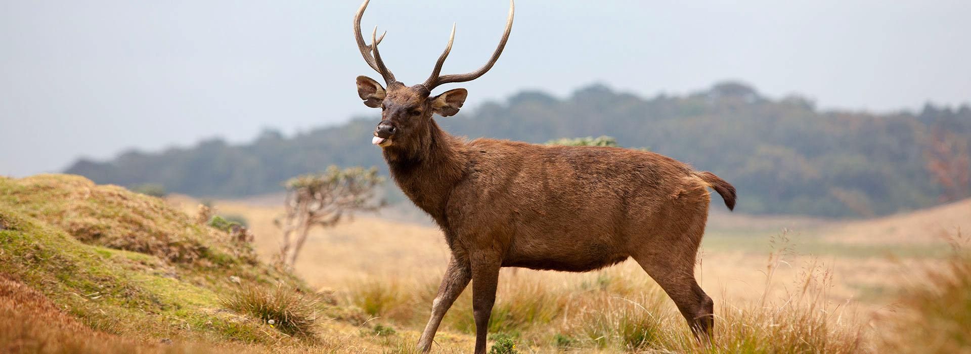 Von Nuwara Eliya zu den Horton Plains, Erdbeer- und Ambewela-Farm TUK