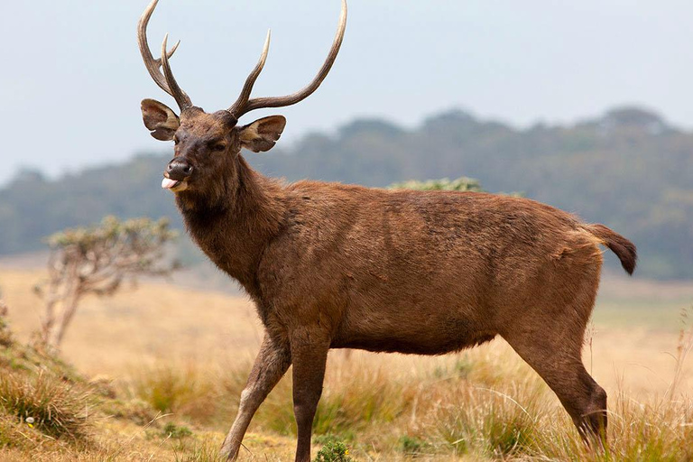 Horton Plains, Strawberry & Ambewela Farm. From Nuwara Elia
