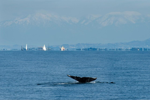 San Pedro: West Harbor LA Dolphin & Whale Watching Cruise