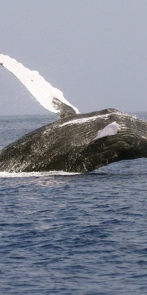 Whale Watching Day Tour to Mirissa | GetYourGuide