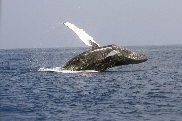 Journée d'observation des baleines à Mirissa