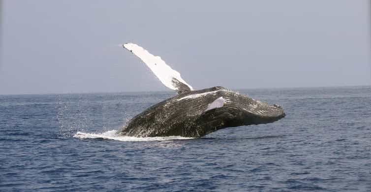 Whale Watching Day Tour to Mirissa | GetYourGuide