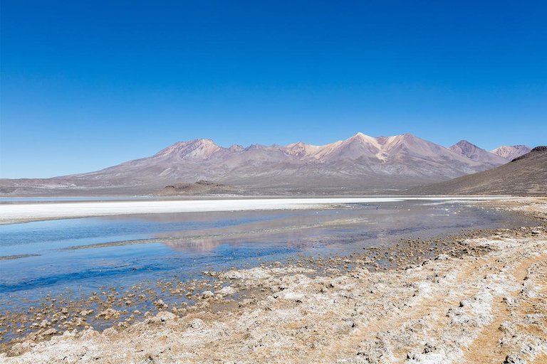 Arequipa : Excursión a la Laguna de Salinas