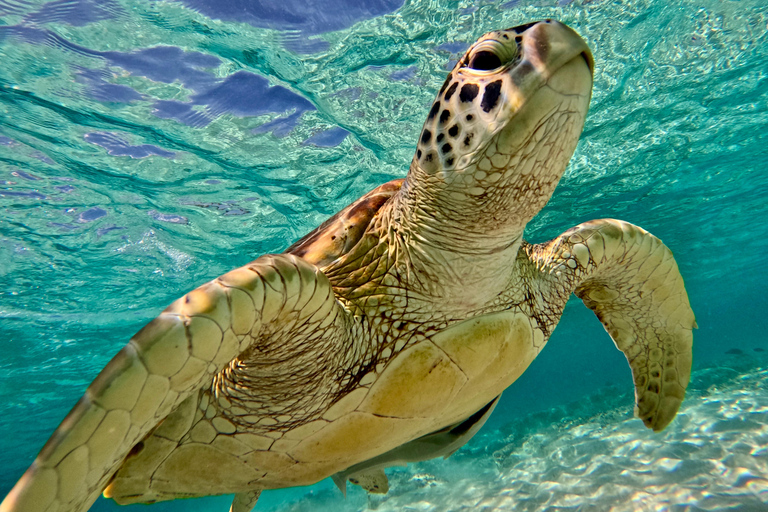 From Gili Air : Private or Shared Snorkeling boat trip Private 4-Hour Tour with Gili Air Meeting Point