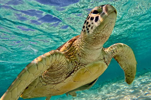 From Gili Trawangan: Sunset Snorkeling with Turtles & Statue Premium Small Group Sunset Tour