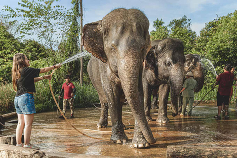 Excursão de um dia aos templos de Angkor Wat e à floresta de elefantes de Kulen