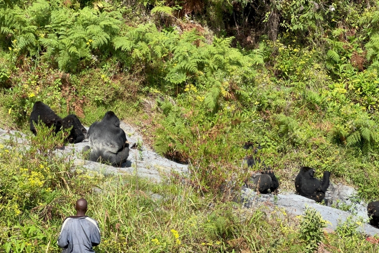 Circuit de 4 jours au Rwanda et en Ouganda pour faire du trekking avec les gorilles
