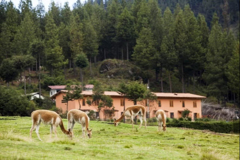 Von Cajamarca aus: Porcón Farm und Huambocancha Workshops Tour