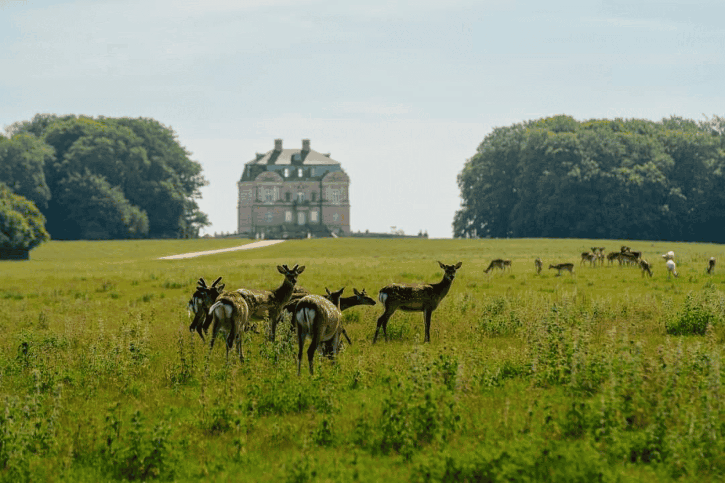 Copenhagen: Guided Tour Deer Park in Klampenborg