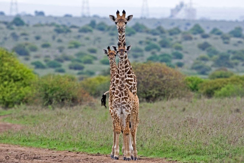 Nairobi: passeio de meio dia no Parque NacionalNairobi: tour privado de meio dia no Parque Nacional