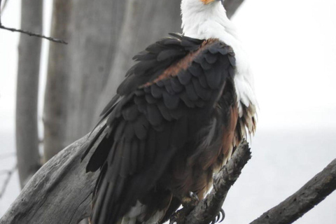 Amboseli Wildlife Dagtour en Masai Bezoeken