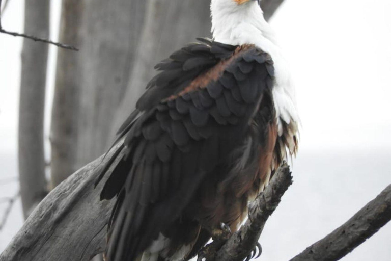 Amboseli Wildlife Dagtour en Masai Bezoeken