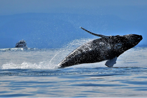 British Columbia: Whale Watching Öko-Abenteuertour