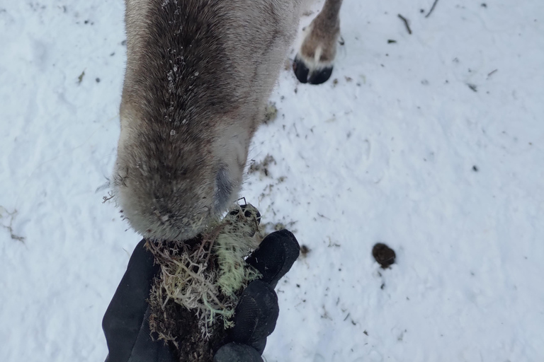 Rovaniemi: visita alla fattoria delle renne ed esperienza culturale