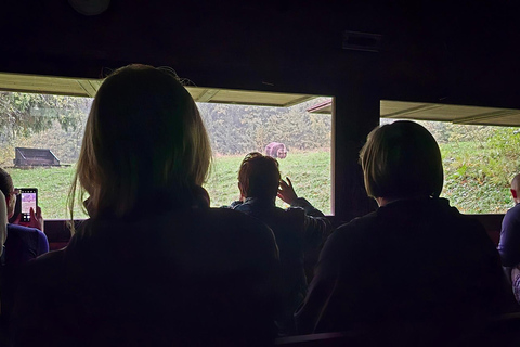 From Brasov: Brown Bear Watching Tour with Ranger Escort