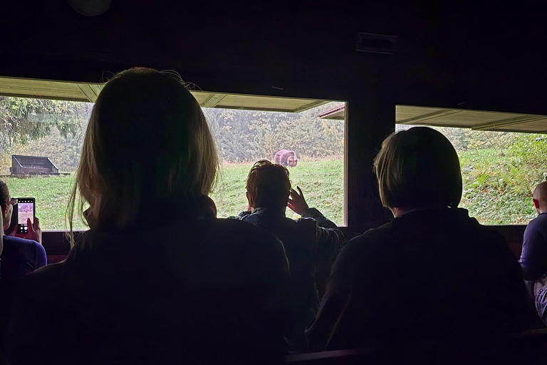 From Brasov: Brown Bear Watching Tour with Ranger Escort