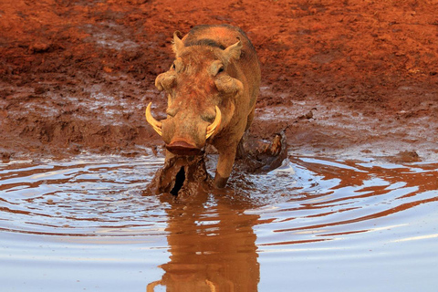 Safari nocturno a Tsavo Este desde Mombasa y Diani Beach