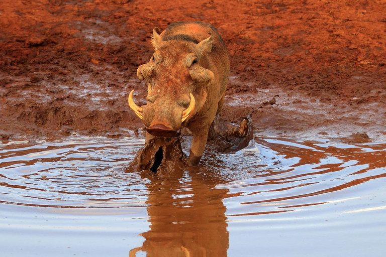 Nocne safari do Tsavo East z Mombasy i plaży Diani