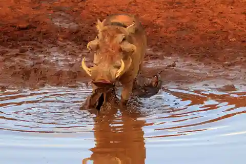 Da Mombasa o Diani: escursione di un giorno al Parco Nazionale dello Tsavo Est