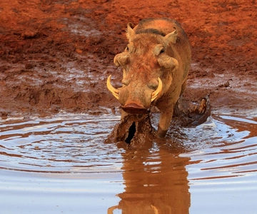 From Mombasa or Diani: Tsavo East National Park Day Trip