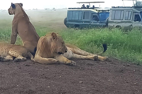 ESCURSIONE DI UN GIORNO AL PARCO NAZIONALE AMBOSELI DA NAIROBI SAFARI ECONOMICI.