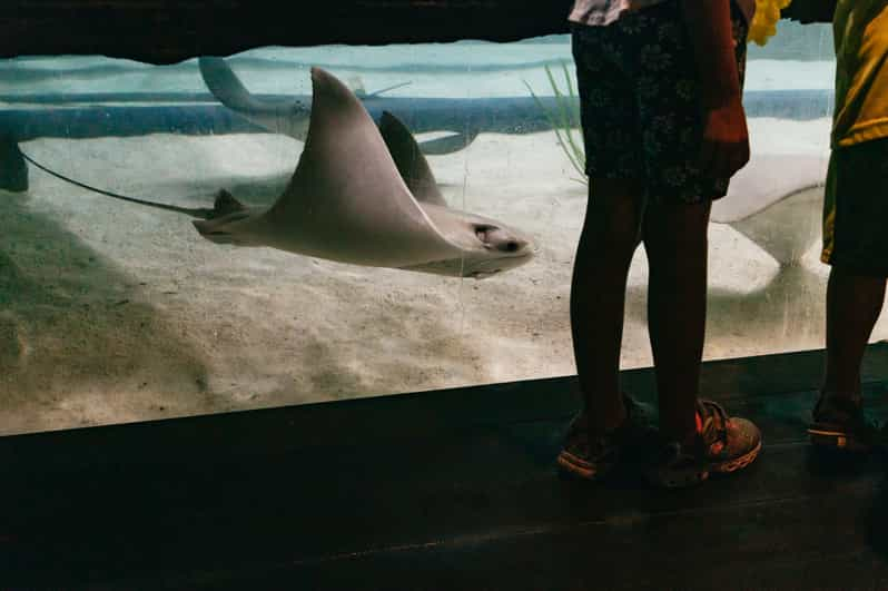 Ray Touch Tank - Zoo Exhibit in Saint Petersburg