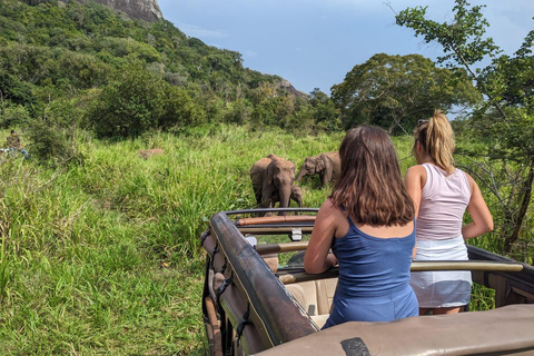 Sigiriya: Minneriya Safari, Yapahuwa Rock & Colombo Drop-off Sigiriya: Minneriya Safari, Yapahuwa Rock & Negombo Drop-off