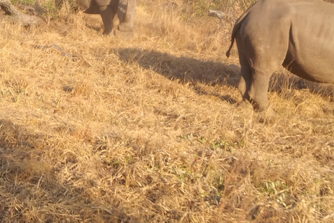 5 dias 4 noites de tour noturno de safari em Madikwe e Pilanersbeg