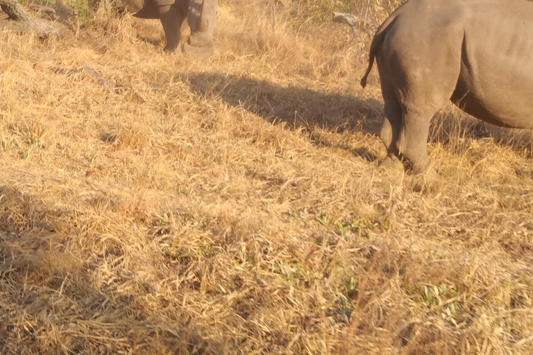 5 dagar 4 kvällar Safari Tour i Madikwe och Pilanersbeg