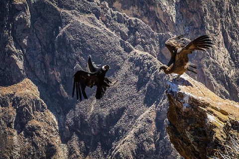 من هواكاتشينا: خطوط نازكا - أريكويبا - وادي كولكا - حافلة إلى بونو