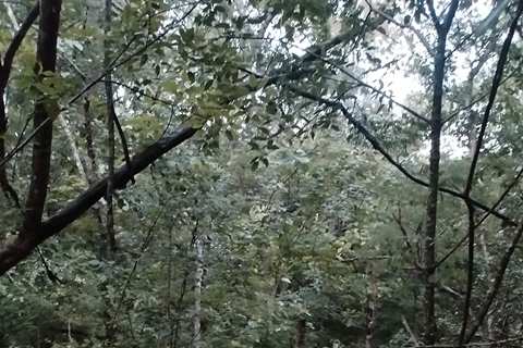 Bacalar: Calakmul ruins, jungle path & stop at the bat cave. Bacalar: Calakmul ruins tour jungle and the bat volcano..