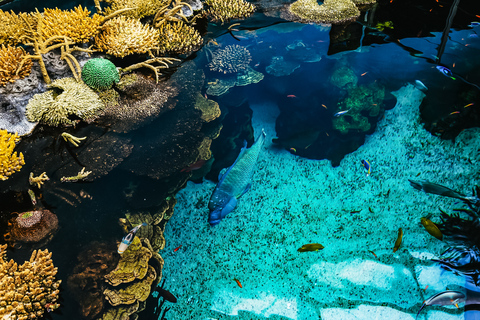 Lisbona: Biglietto d&#039;ingresso per l&#039;Oceanario di Lisbona