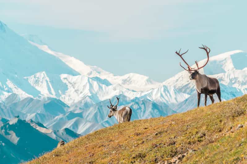 denali walking tour