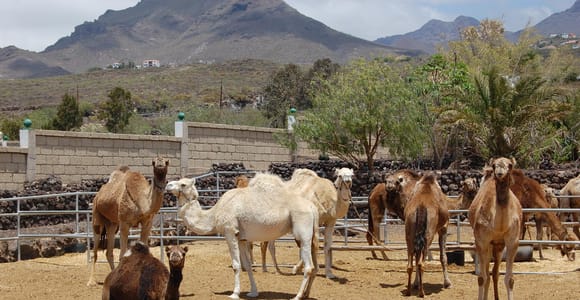 Tenerife: Camel Experience