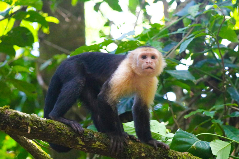 Uvita: Corcovado Rainforest & Wildlife Adventure