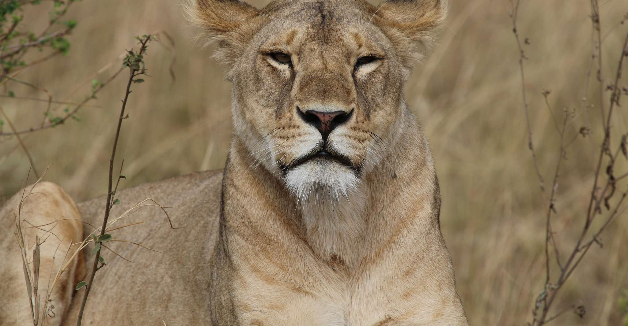Hwange National Park Private Wildlife Safari - Housity