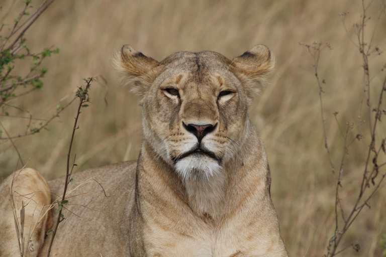 Prywatne safari z dziką przyrodą w Parku Narodowym Hwange
