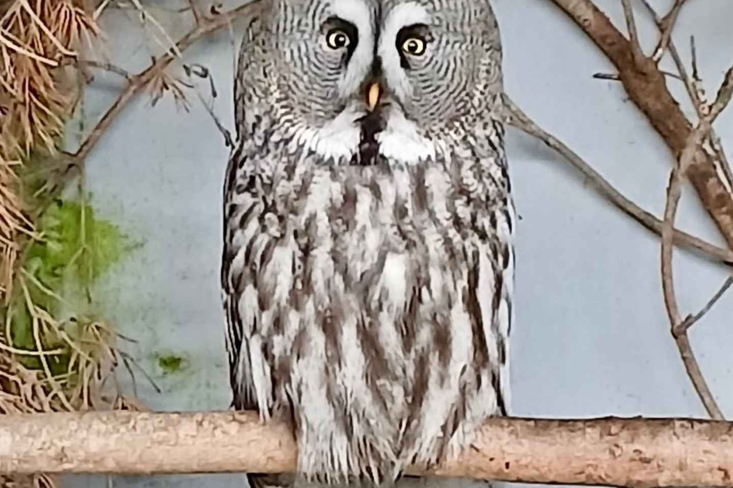 Wexford: Birds of Prey Experience and Heritage Park Entry