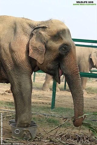 2-Day Delhi Tour with Wildlife SOS Elephant/Bear Sanctuary