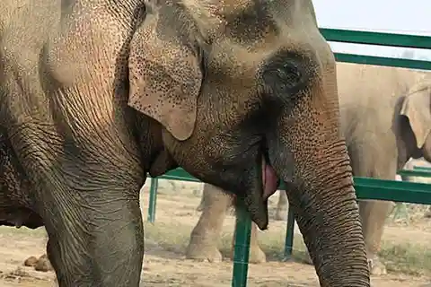 Tour di 2 giorni a Delhi con il santuario degli elefanti e degli orsi Wildlife SOS